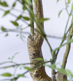 PLANTA NANTIAN BAMBOO - Compañia Nativa