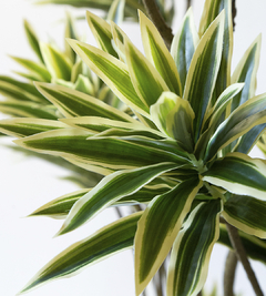 PLANTA PLEOMELE en internet