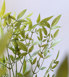 PLANTA NANTIAN BAMBOO en internet