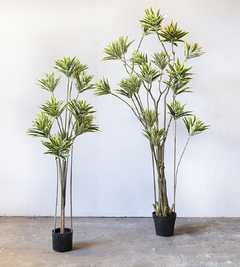 PLANTA PLEOMELE - comprar online