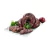 Morcilla Rosca x Kg * - comprar online