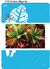 410 - Croton Gigante