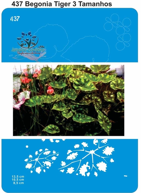 437 - Begonia Tiger - 3 Tamanhos