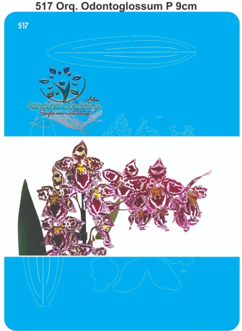 517 - Orquídea Odontoglossum P (9cm)