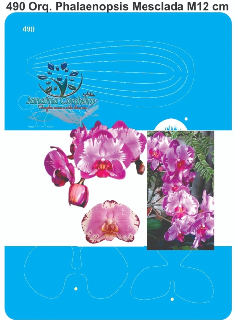 490 - Orquídea Phalaenopsis Mesclada M (12cm)