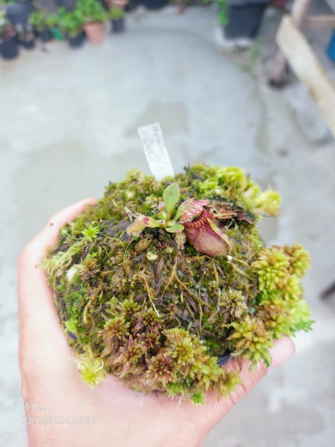 Comprar Cephalotus em Will plantas carnívoras