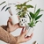 MATCH VASO GOTA + MINI PLANTA en internet