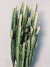 EUPHORBIA TRIGONA en internet