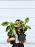 FICUS ELÁSTICA SHIVEREANA - tienda online