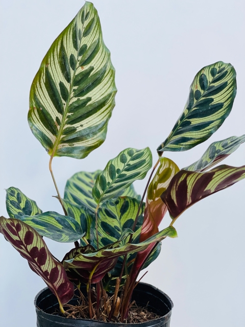 CALATHEA MAKOYANA