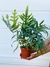 PHLEBODIUM BLUE STAR - comprar online