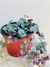 CEROPEGIA WOODII - comprar online