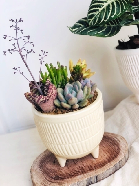 Mini Jardín Nativa con suculentas en maceta de cerámica con patitas