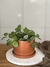 MACETA CERAMICA CHICA PLATO CHOCOLATE PEPEROMIA QUADRANGULARIS