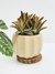 MATCH FAUNA CHICA + SUCULENTA - comprar online