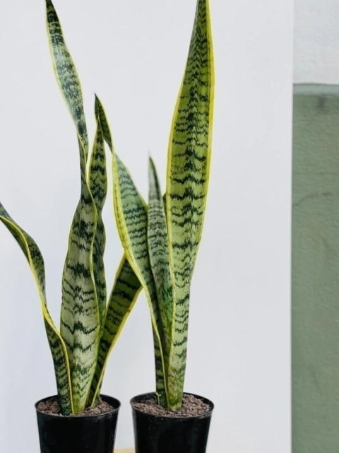 SANSEVIERIA TRIFASCIATA