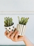 MATCH VASO + SUCULENTA - Atelier Botánico | Plantas y cosas lindas