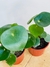 PEPEROMIA RAINDROP - Atelier Botánico | Plantas y cosas lindas