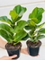 FICUS PANDURATA BAMBINO CHICO - comprar online