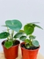 PEPEROMIA RAINDROP en internet