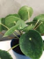PILEA PEPEROMIOIDES - tienda online