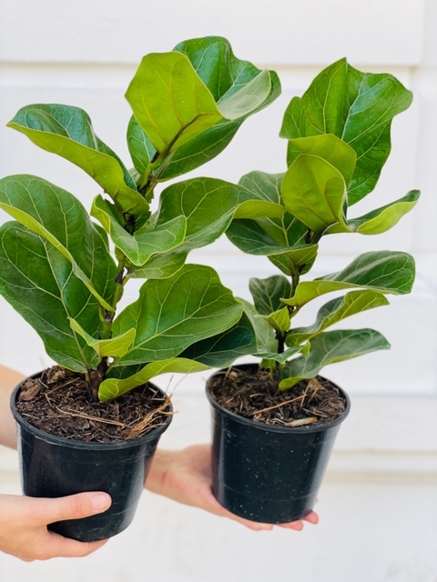 FICUS PANDURATA BAMBINO CHICO