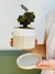 MATCH MINI ARENA + MINI PLANTA en internet