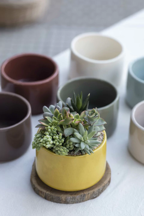 Imagen de PAILA CARDENAL