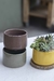 MINI JARDIN CARDENAL - Atelier Botánico | Plantas y cosas lindas
