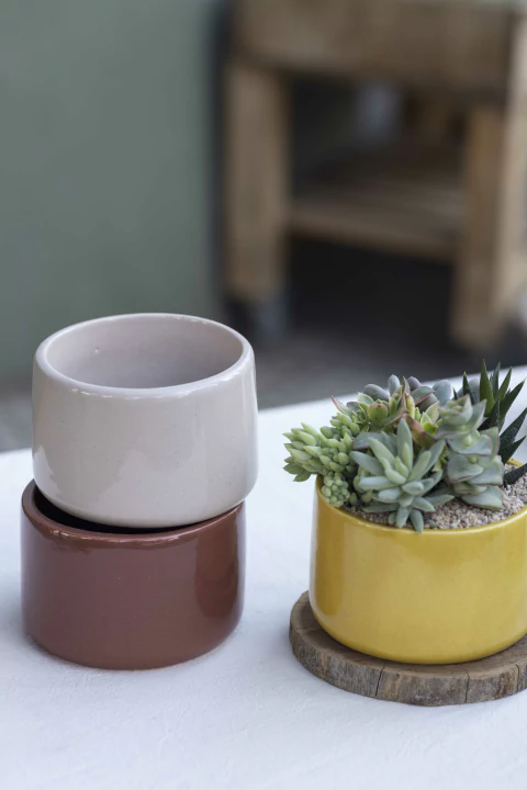 MINI JARDIN CARDENAL en internet