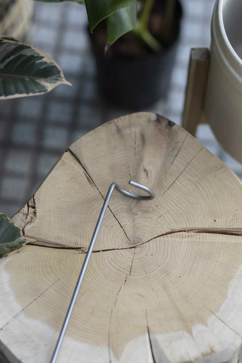 Tutor circulito de acero inoxidable para plantas como gomeros o panduratas