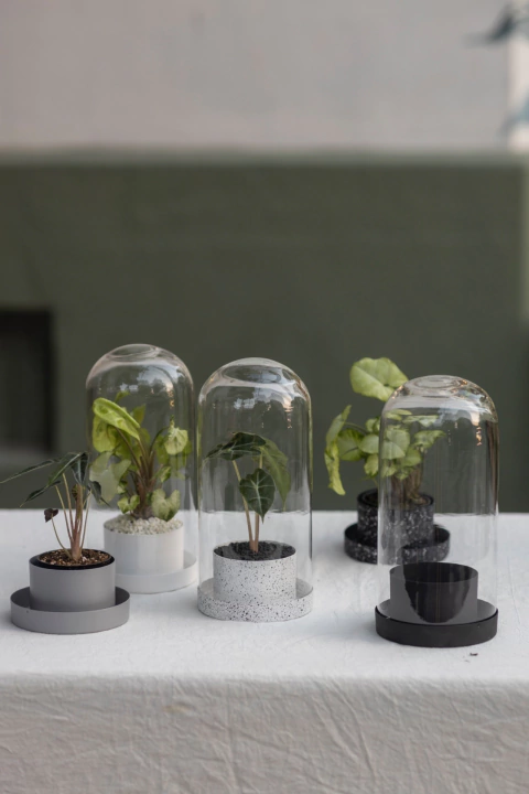 Imagen de CÚPULA GILI