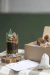 BOX JARDINERO "ARMÁ TU TERRARIO" en internet