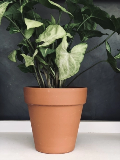 MACETA COMÚN TERRACOTA en internet