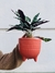 MACETA NATIVA - Atelier Botánico | Plantas y cosas lindas