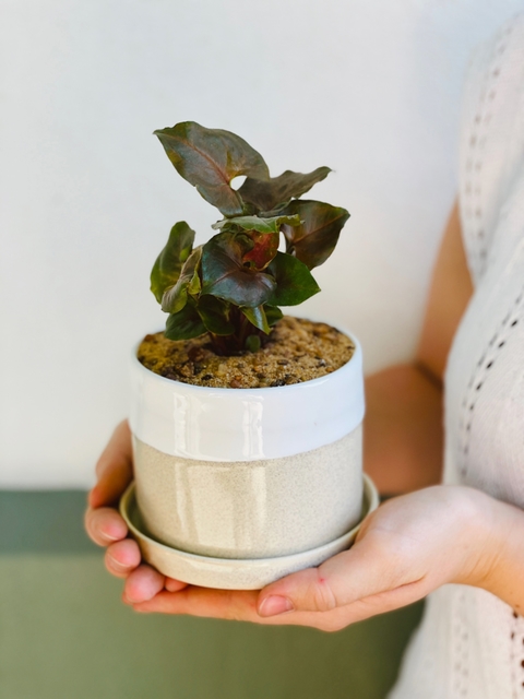 MACETA CERAMICA CHICA PLANTA MINI PLANTA INTERIOR