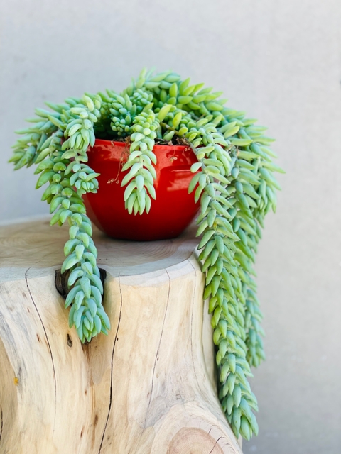 SEDUM MORGANIANUM
