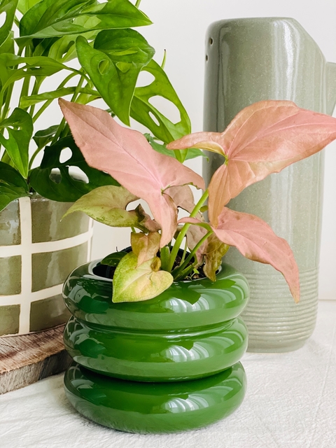 Match Matilde verde inglés con Singonio rosa