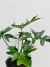 FILODENDRO WAMBE - comprar online