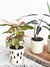 MACETA CERAMICA CHICA CON GOTAS MINI PLANTA INTERIOR