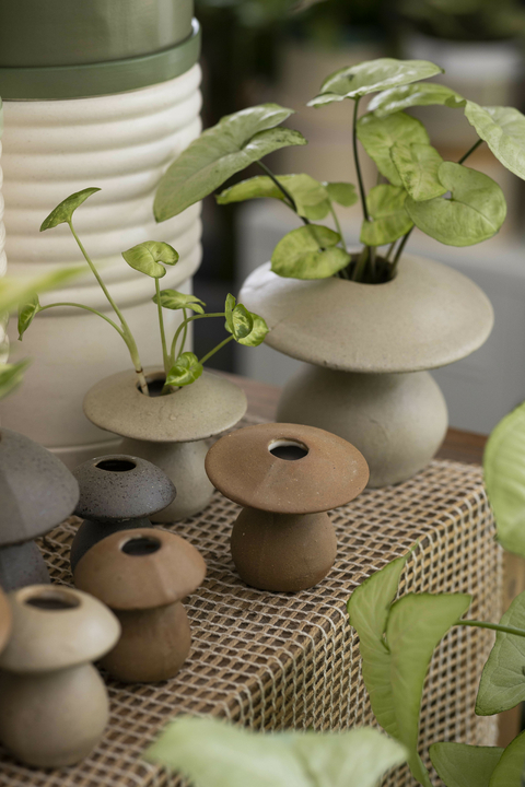 HIDROTERRARIO FUNGI - comprar online