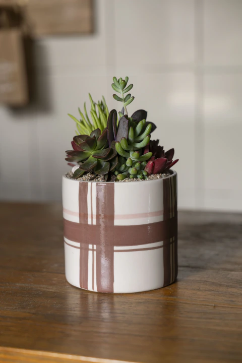 MINI JARDIN ESCARPA
