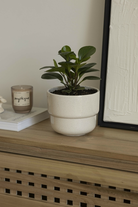 MACETA CERAMICA BLANCO JASPEADO PEPEROMIA VERDE