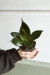 SANSEVIERIA BLACK KING KONG - comprar online