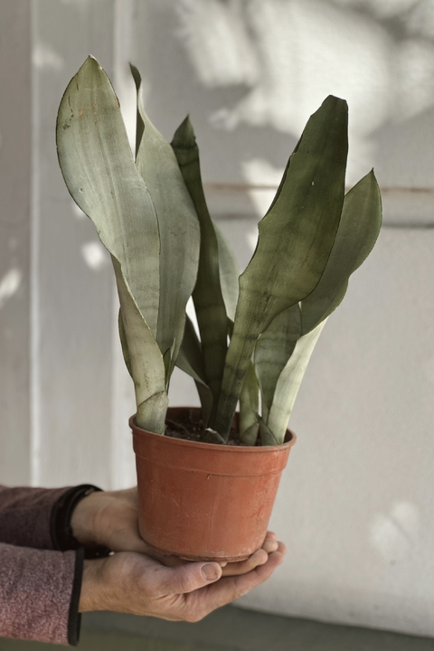SANSEVIERIA PLATEADA (MOONSHINE)