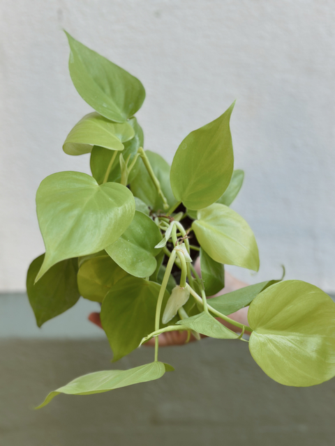 cordatum lemon o limon