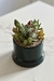 MINI JARDIN AMAPOLA - comprar online