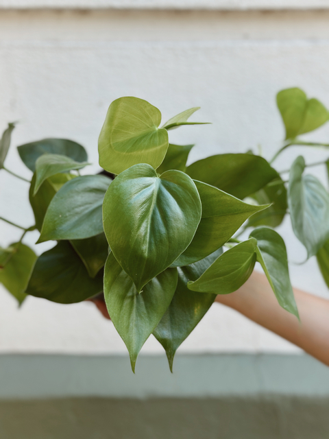cordatum verde