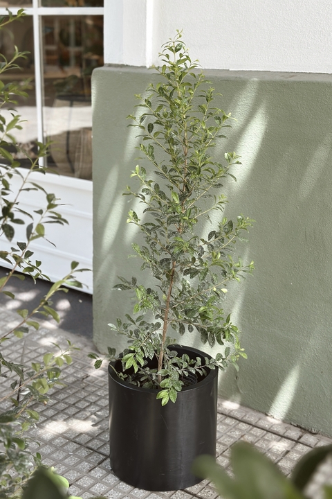 MACETA CILINDRO ROMOLDEADO GRANDE NEGRA EUGENIA PIRAMIDAL