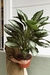 AGLAONEMA PATAYA XG - comprar online